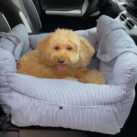 Car Booster Seat for Dogs